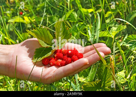 Heap of red berries of wild strawberry (Fragaria vesca) in woman hand on the background of meadow grasses, close-up Stock Photo