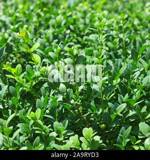 Detail of Griselinia hedge, evergreen shrub with green glossy and waxy leaves, close-up Stock Photo