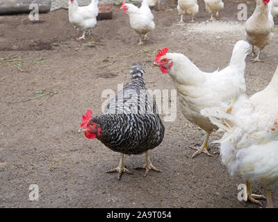 Funny speckled hen among white chicken in the dirty poultry yard after the rain