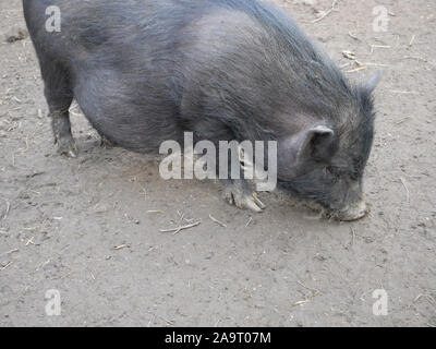 Grey Vietnamese potbellied pig on the soil background close-up Stock Photo