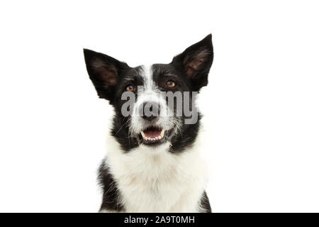 attentive border collie dog lookign up. isolated on white background. Stock Photo