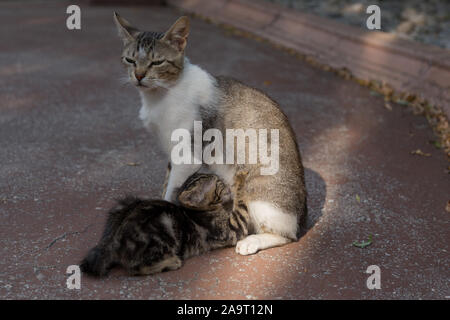 mother stray cat suckling her cub Stock Photo
