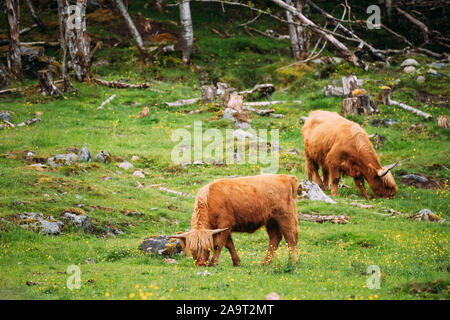 Highland Cattle Cows Graze On A Summer Livestock Pasture. Scottish Cattle Breed In Summer Day. Stock Photo