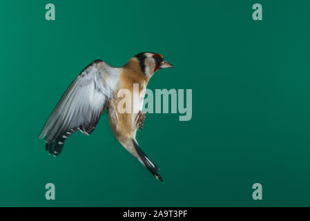 A Goldfinch (Carduelis carduelis) photographed using High speed flash in free flight in the Uk Stock Photo
