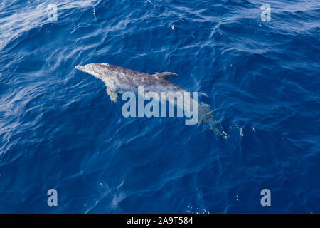 Griechenland, Kyklapen, schwimmende Delfine, Stock Photo
