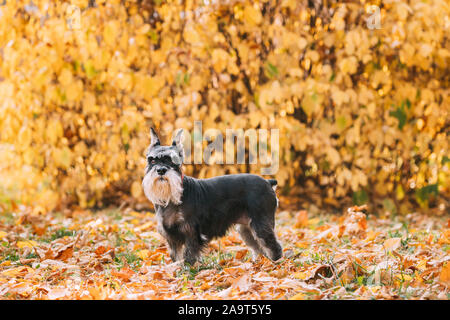 Miniature Schnauzer Dog Or Zwergschnauzer Funny Posing Outdoor In Autumn Day.