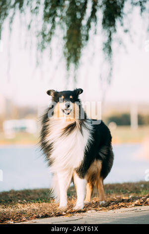 Tricolor Rough Collie, Funny Scottish Collie, Long-haired Collie, English Collie, Lassie Dog Outdoors In Park. Stock Photo