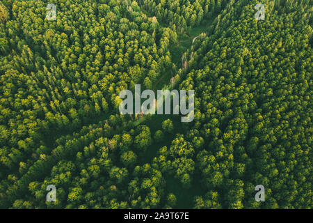 Green pine forest in the evening, aerial view Stock Photo - Alamy