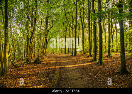 Low sun shining through the trees in the open woodland Stock Photo