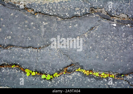 Green plants breaks through crack in asphalt. Sign of thirst for life, craving for life. Save the earth. Close up view of grass breaks through asphalt Stock Photo