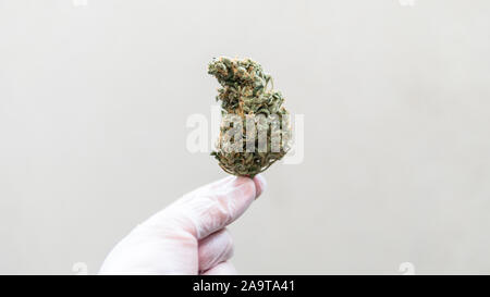 checking the quality of marijuana buds in the male hand. Quality control of medical marijuana in America Stock Photo