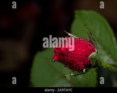 Red rose with water drops on  blurred background. Macro shot Stock Photo