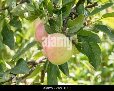 Branch of an apple tree with bright red and green apples on a sky background.  Summer fruits from garden Stock Photo