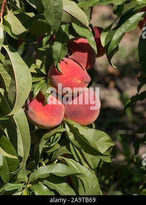 Ripe tasty peach on tree in sunny summer orchard. Pick you own fruit farm with tree ripen freestone peaches. Delicious and healthy organic nutrition. Stock Photo