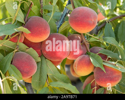Ripe tasty peach on tree in sunny summer orchard. Pick you own fruit farm with tree ripen freestone peaches. Delicious and healthy organic nutrition. Stock Photo