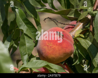 Ripe tasty peach on tree in sunny summer orchard. Pick you own fruit farm with tree ripen freestone peaches. Delicious and healthy organic nutrition. Stock Photo