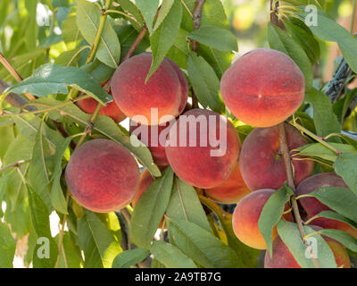 Ripe tasty peach on tree in sunny summer orchard. Pick you own fruit farm with tree ripen freestone peaches. Delicious and healthy organic nutrition. Stock Photo