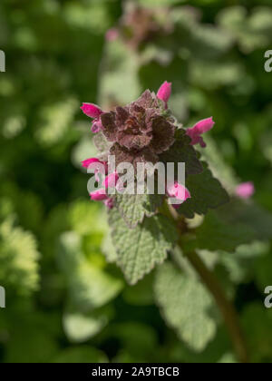 Red dead-nettle (Lamium purpureum) plant in flower. A plant with dark red flowers also known as purple archangle and purple deadnettle in the family L Stock Photo