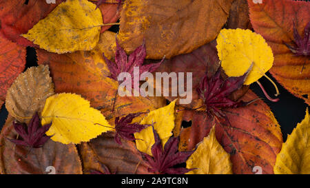 Mixed autumn leaves on a black background Stock Photo