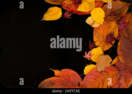 Mixed autumn leaves on a black background Stock Photo