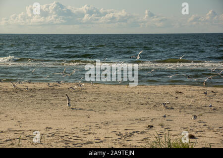 a flock of terns and sea gulls starting to fly over beach