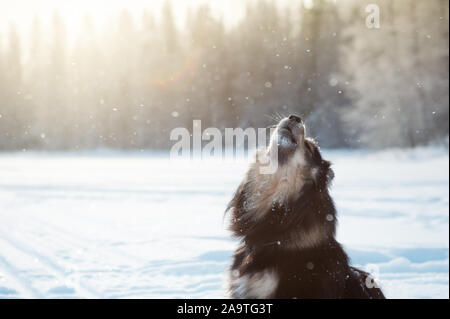 Finnish Lapphund on sitting on a frozen lake ice and howling, winter landscape in snowfall Stock Photo