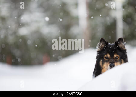 Portrait of a Finnish Lapphund, snowfall in winter landscape Stock Photo