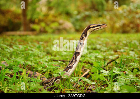 Ball python in the grass; looking around Stock Photo