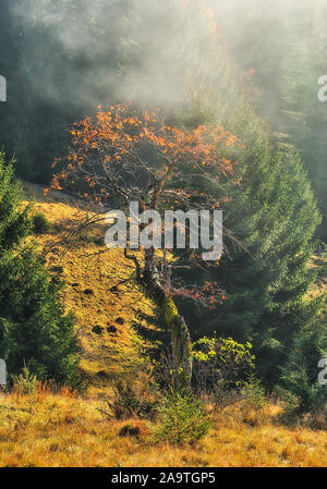 Autumn morning in a foggy forest. fog in the forest of the Carpathian mountains Stock Photo