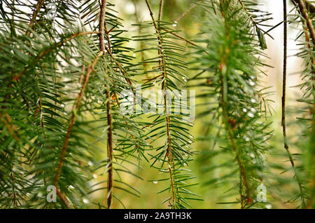 Pine needles on a branch Stock Photo