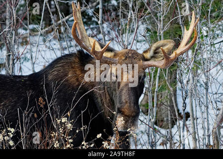 Alces alces, wild male moose with big antlers and neck bell like goatee, lowering his head to graze on twigs and grasses in winter Algonquin Provincia Stock Photo