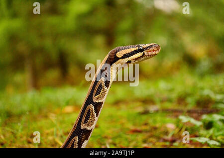 Ball python in the grass; looking around Stock Photo