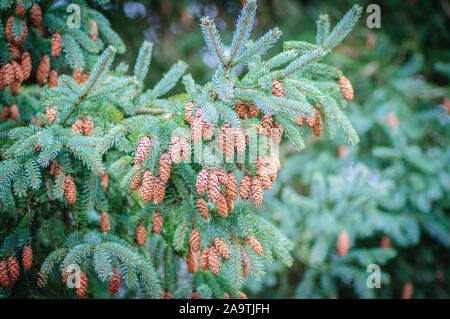Coniferous tree branches with many cones. Picea pungens. Blue spruce. Stock Photo