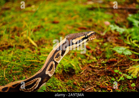 Ball python in the grass; looking around Stock Photo