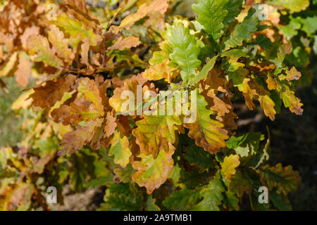 Multi-color oak foliage. Closeup of Oak trees leaves turning into Autumn colors. Stock Photo