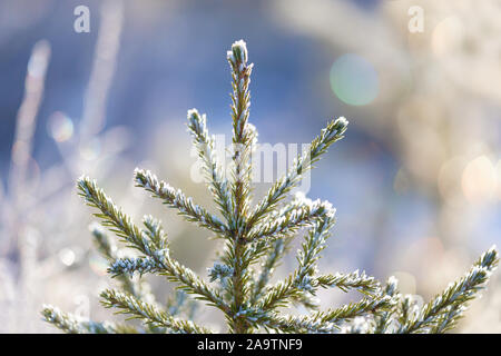 The top of a young spruce tree in hoarfrost, on a blurred multi-colored background with highlights Stock Photo