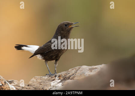 Black wheatear - Oenanthe leucura small passerine black bird with white parts, Old World flycatcher of the Muscicapidae, living in deserts, semidesert Stock Photo