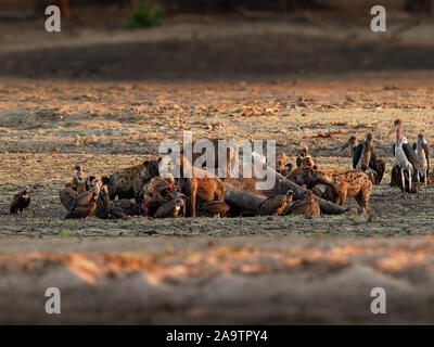 Spotted Hyena - Crocuta crocuta several hyenas and vultures feeding on the dead elephant in the mud, Mana Pools in Zimbabwe. Very dry ground early in