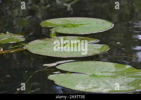 A bright blue damselfly (dragonfly) resting on a green lilypad floating atop still water at the edge of a lake, alongside other lilypads Stock Photo