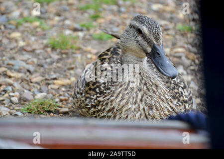 A beautiful wild female mallard duck sitting on a gravel path right in front of the edge of a boat. Stock Photo
