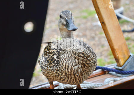 A cheeky female wild mallard duck standing on the deck of a yacht and peering inside. Beautiful speckled chest as she looks into the awning. Stock Photo