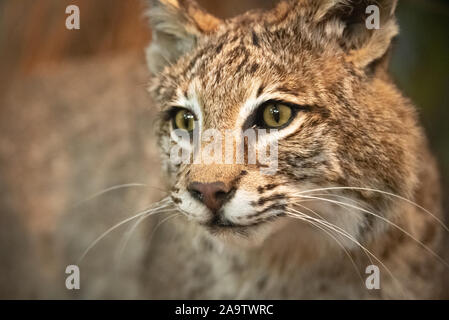 Bobcat (Lynx rufus) on display at Panola Mountain State Park, just outside of Atlanta, Georgia. (USA) Stock Photo
