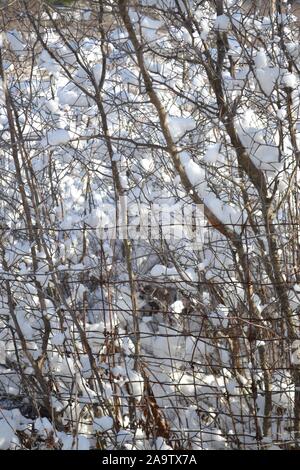 Freshly fallen white snow in country Stock Photo