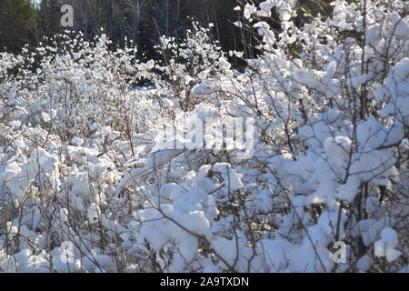 Freshly falledn snow on shrubbery Stock Photo