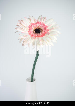 beautiful pink and white gerbera daisy flower isolated on white background Stock Photo