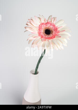beautiful pink and white gerbera daisy flower isolated on white background Stock Photo