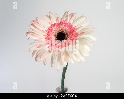 beautiful pink and white gerbera daisy flower isolated on white background Stock Photo