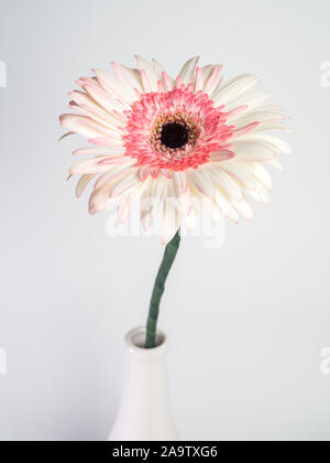 beautiful pink and white gerbera daisy flower isolated on white background Stock Photo