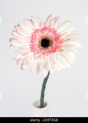 beautiful pink and white gerbera daisy flower isolated on white background Stock Photo