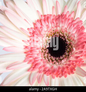 beautiful pink and white gerbera daisy flower close up Stock Photo